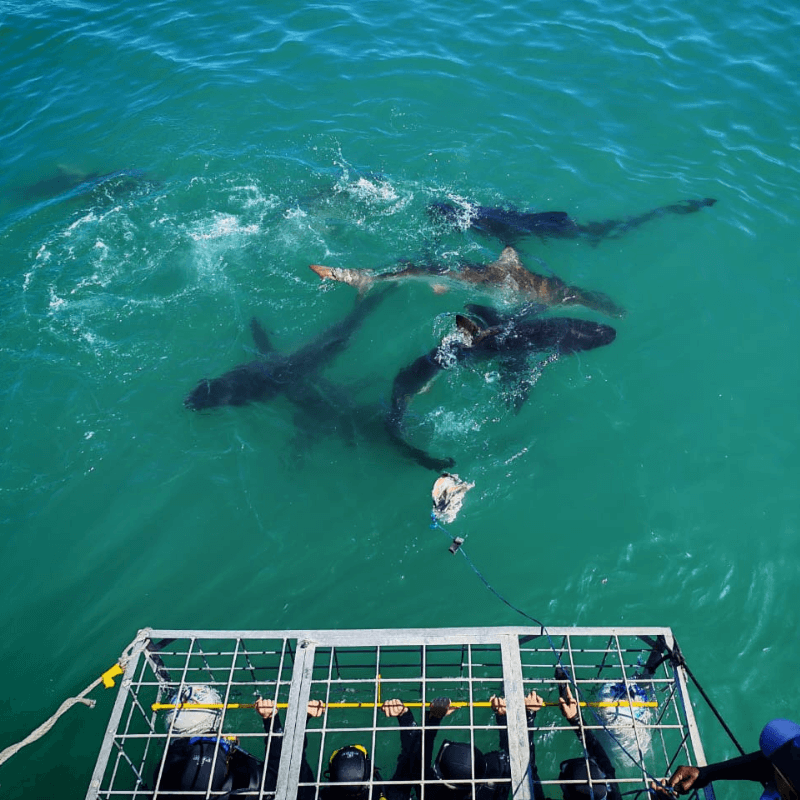 shark experience Gansbaai