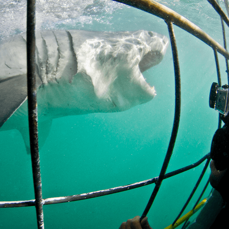 shark with diver in cage in Gansbaai