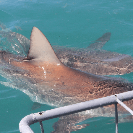 copper sharks by cage