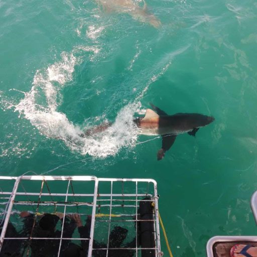 bronze whaler sharks at the cage