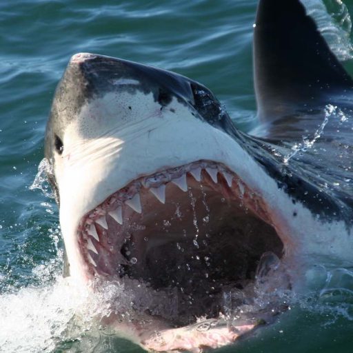 great white shark with gaping mouth baring teeth