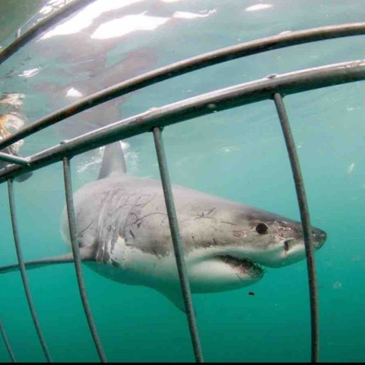 great white shark viewed from inside shark cage