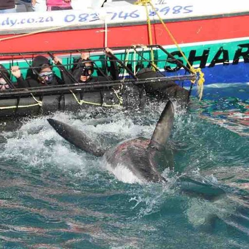 shark cage diving